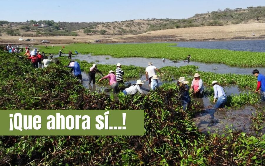 Se coordinan para atacar el lirio que lleva años ahogando la Presa Allende