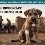 Confirman caso de gusano barrenador ¡en un perrito! en San Miguel de Allende